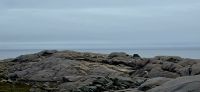 Peggys Cove (11) &ndash; &copy; Marcus Hasselhorst (Eberhardt TRAVEL)