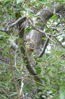 Eichhörnchen &ndash; &copy; René Wächtler (Eberhardt TRAVEL)