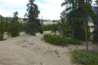 Carcross Desert &ndash; &copy; René Wächtler (Eberhardt TRAVEL)