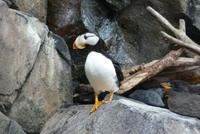 Puffin im Sealife Center &ndash; &copy; René Wächtler (Eberhardt TRAVEL)