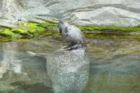 Seehund im Sealife Center &ndash; &copy; René Wächtler (Eberhardt TRAVEL)