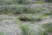 Kleiner Grizzly &ndash; &copy; René Wächtler (Eberhardt TRAVEL)