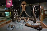 Mammutknochen &ndash; &copy; René Wächtler (Eberhardt TRAVEL)