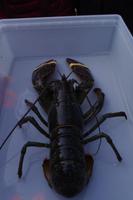 Hummer &ndash; &copy; Juliane Schwarze (Eberhardt TRAVEL)