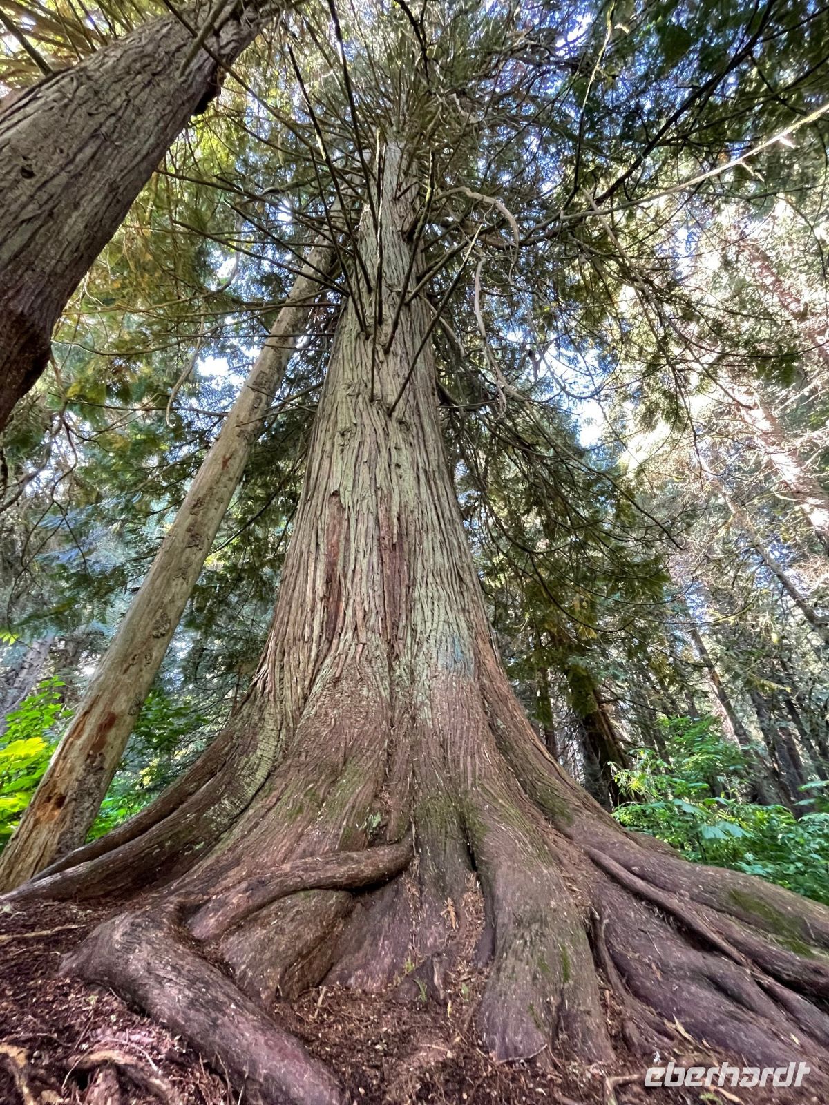 Spaziergang durch Whistler &ndash; &copy; Jacob Spangenberg (Eberhardt TRAVEL)
