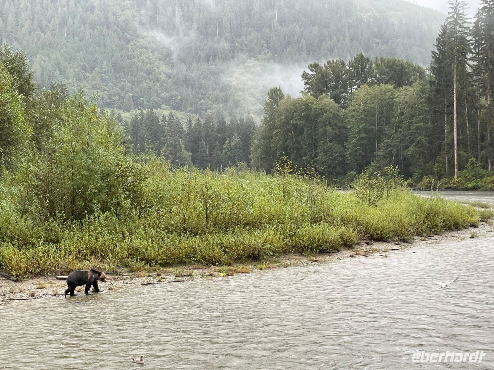 Bärenbeobachtungstour &ndash; &copy; Jacob Spangenberg (Eberhardt TRAVEL)