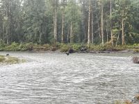 Bärenbeobachtungstour &ndash; &copy; Jacob Spangenberg (Eberhardt TRAVEL)