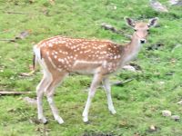 Reh im Omega Wildpark &ndash; &copy; Elisabeth Fox-Maerki (Eberhardt TRAVEL)