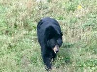 Ich bin der staerkste im Wildpark &ndash; &copy; Elisabeth Fox-Maerki (Eberhardt TRAVEL)