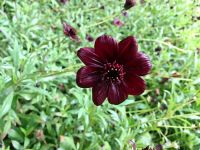 Die Schokoladeblume riecht echt nach schweizer Schokolade ! &ndash; &copy; Elisabeth Fox-Maerki (Eberhardt TRAVEL)