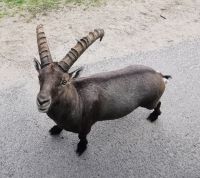 Steinbock im Omega Park &ndash; &copy; Simone Willner (Eberhardt TRAVEL)