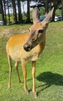 Zutraulich und verschmust, kleines Wapiti  im Omega Park