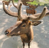 Wapiti Hirsch Omega Park &ndash; &copy; Simone Willner (Eberhardt TRAVEL)