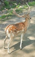 Reh im Omega Park Kanada &ndash; &copy; Simone Willner (Eberhardt TRAVEL)