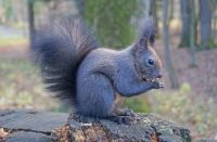 Schwarzes Eichhörnchen Omegapark &ndash; &copy; Simone Willner (Eberhardt TRAVEL)