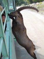 Unsere Möhren sind beliebt, Omega Park &ndash; &copy; Simone Willner (Eberhardt TRAVEL)
