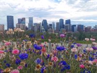 Calgary &ndash; &copy; Simone Willner (Eberhardt TRAVEL)