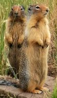 Wie die Models, 2 Erdhörnchen &ndash; &copy; Simone Willner (Eberhardt TRAVEL)