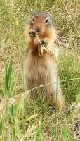 Hmmmmm lecker, Erdhörnchen &ndash; &copy; Simone Willner (Eberhardt TRAVEL)