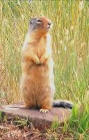 Erdhörnchen &ndash; &copy; Simone Willner (Eberhardt TRAVEL)