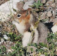 Erdhörnchen &ndash; &copy; Simone Willner (Eberhardt TRAVEL)