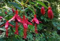 Fuchsien in Butcharts Garden &ndash; &copy; Simone Willner (Eberhardt TRAVEL)