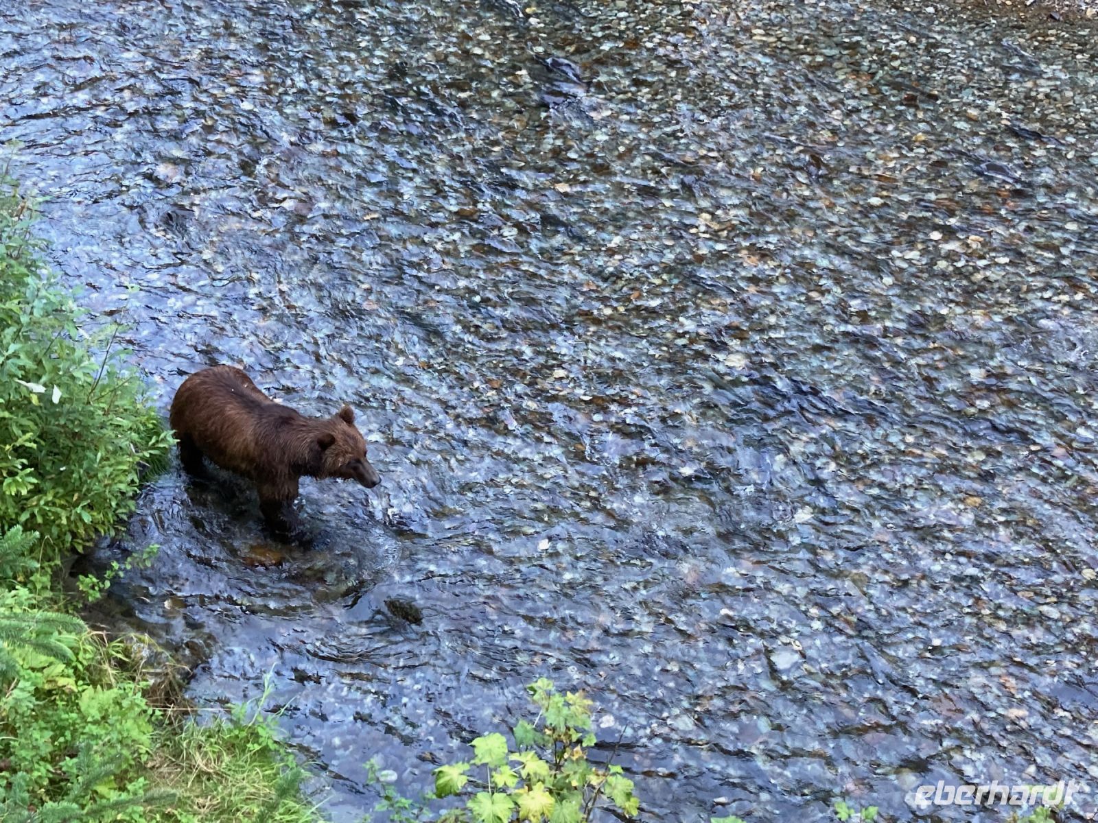8. Tag – Bärenbeobachtung am Fish Creek – 3. Besuch am Abend &ndash; &copy; Andreas Wolfsteller (Eberhardt TRAVEL)