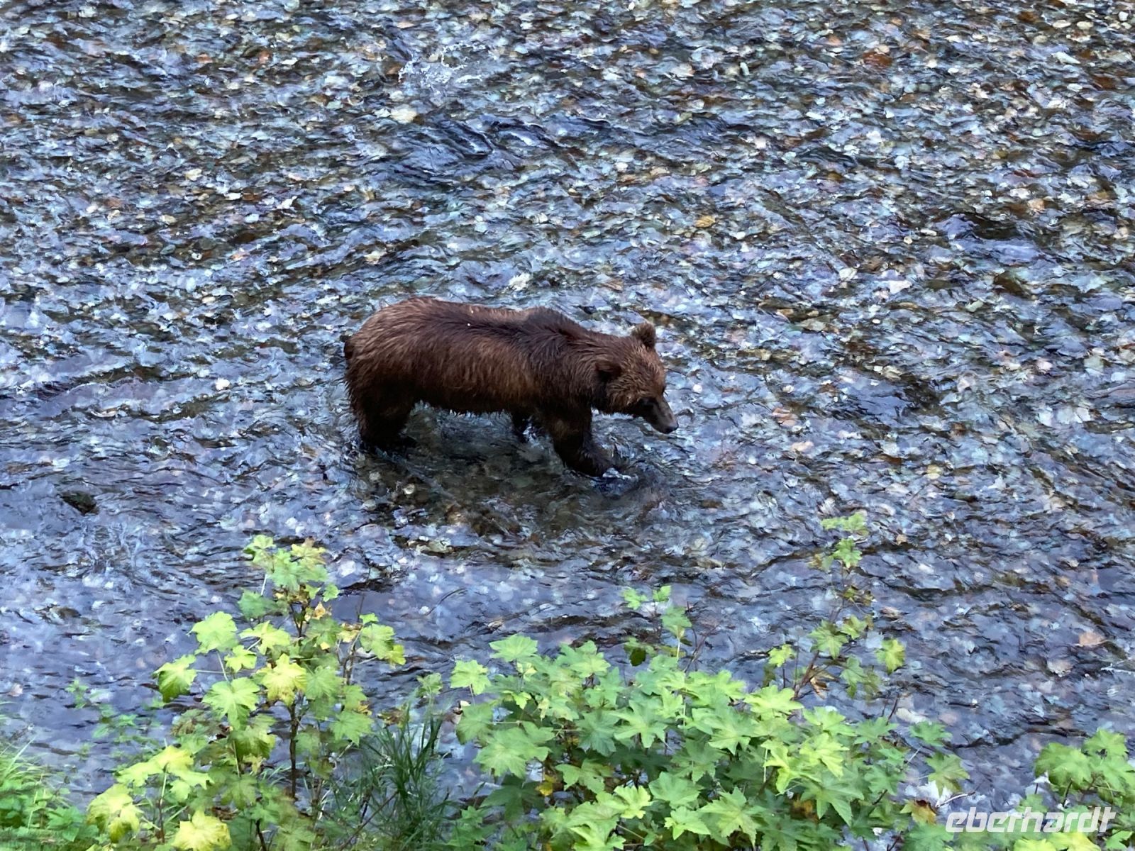 8. Tag – Bärenbeobachtung am Fish Creek – 3. Besuch am Abend &ndash; &copy; Andreas Wolfsteller (Eberhardt TRAVEL)