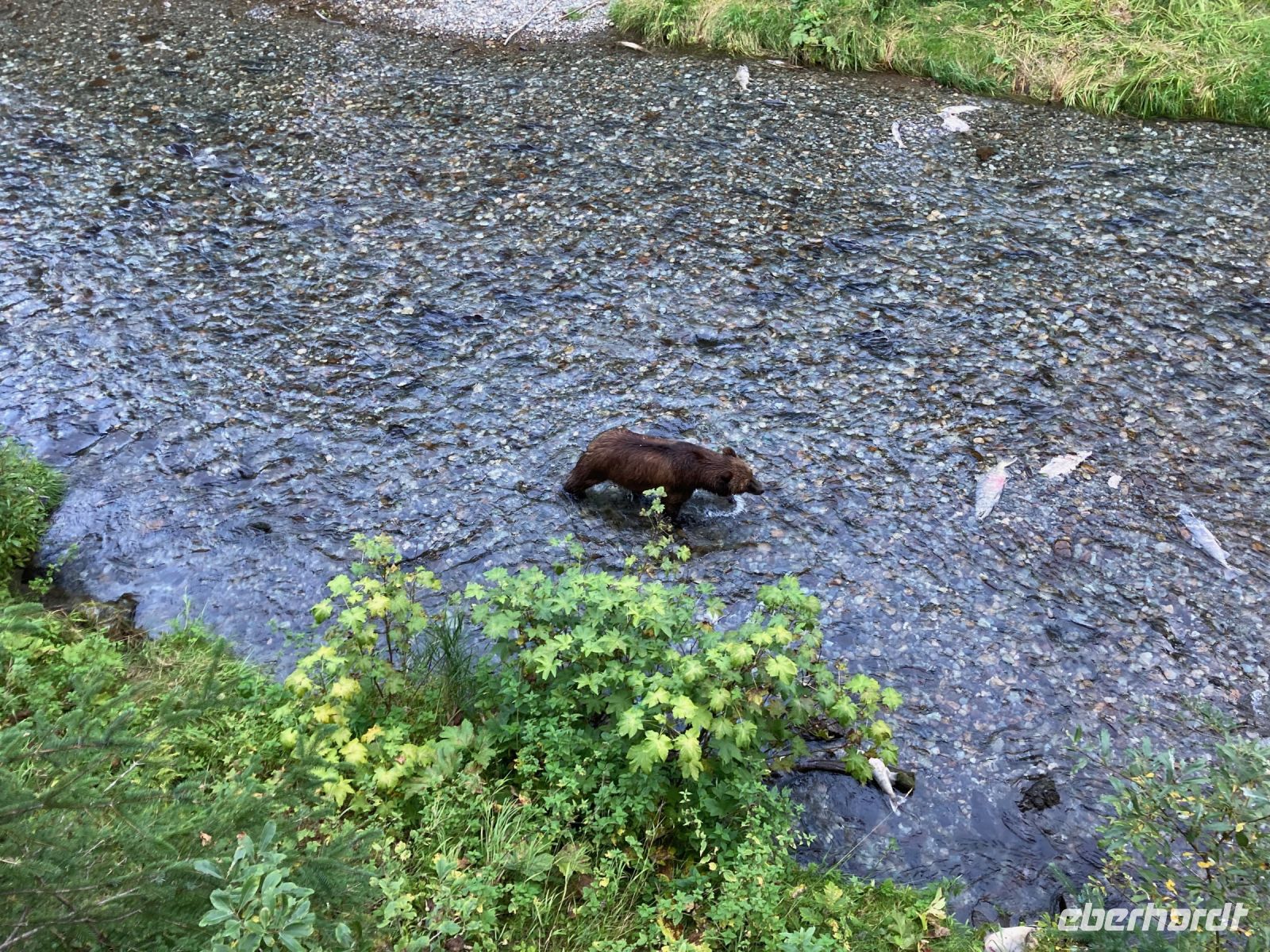8. Tag – Bärenbeobachtung am Fish Creek – 3. Besuch am Abend &ndash; &copy; Andreas Wolfsteller (Eberhardt TRAVEL)