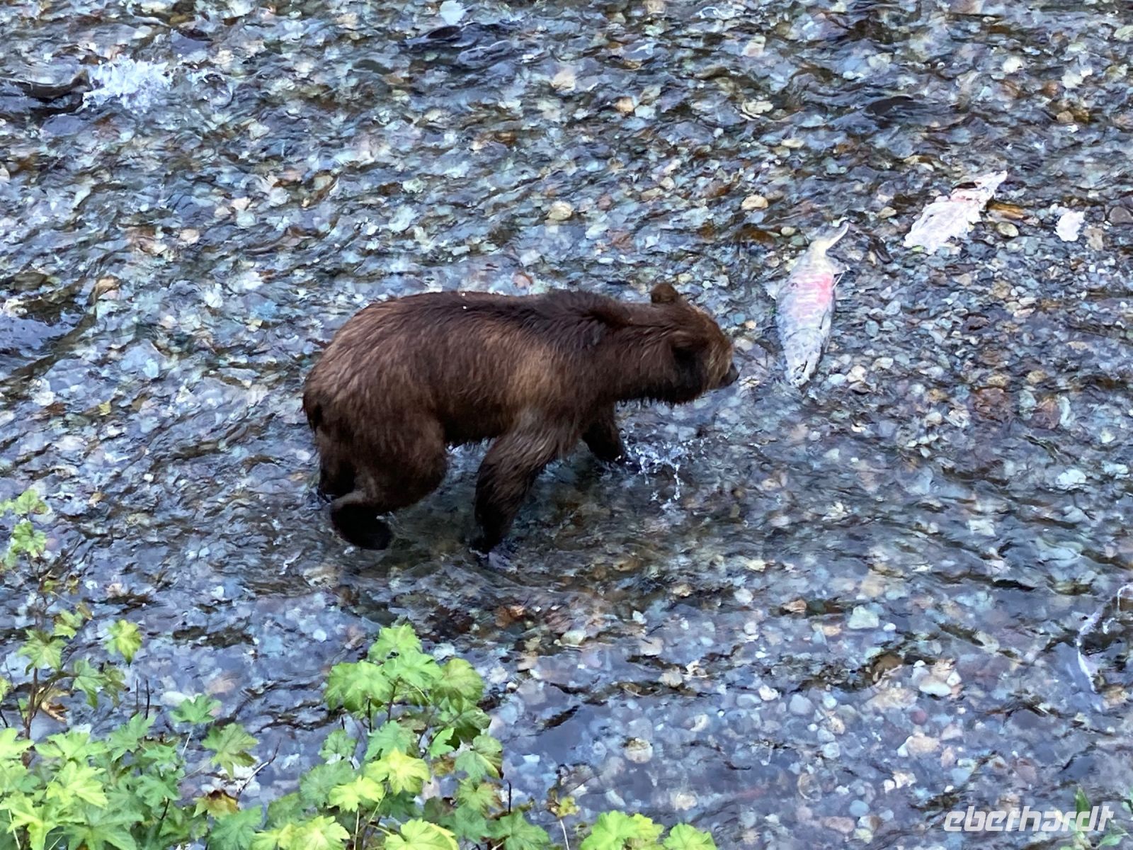 8. Tag – Bärenbeobachtung am Fish Creek – 3. Besuch am Abend &ndash; &copy; Andreas Wolfsteller (Eberhardt TRAVEL)