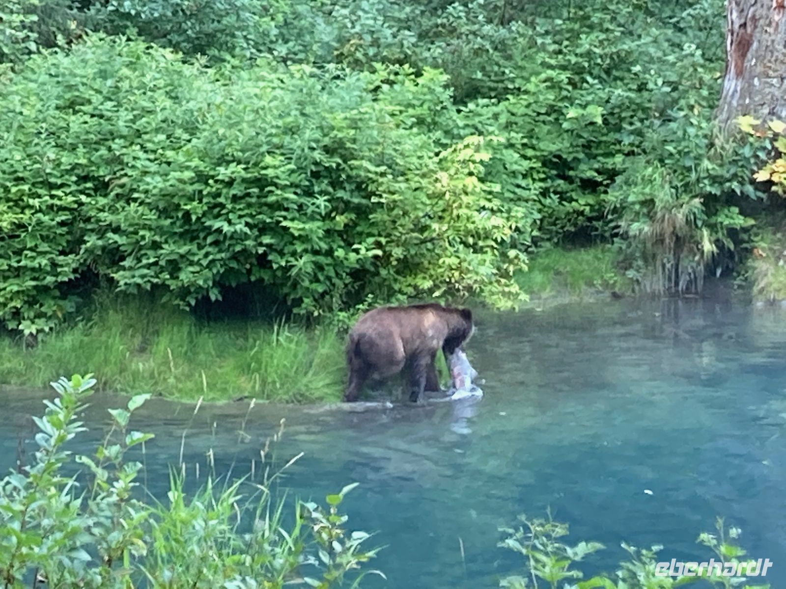 8. Tag – Bärenbeobachtung am Fish Creek – 3. Besuch am Abend &ndash; &copy; Andreas Wolfsteller (Eberhardt TRAVEL)