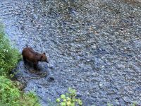 8. Tag – Bärenbeobachtung am Fish Creek – 3. Besuch am Abend &ndash; &copy; Andreas Wolfsteller (Eberhardt TRAVEL)