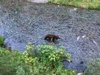 8. Tag – Bärenbeobachtung am Fish Creek – 3. Besuch am Abend &ndash; &copy; Andreas Wolfsteller (Eberhardt TRAVEL)