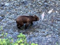 8. Tag – Bärenbeobachtung am Fish Creek – 3. Besuch am Abend &ndash; &copy; Andreas Wolfsteller (Eberhardt TRAVEL)