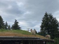 11. Tag – Vancouver Island – Späte Mittagspause in Coombs &ndash; &copy; Andreas Wolfsteller (Eberhardt TRAVEL)