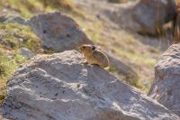 48 Pfeifhase &ndash; &copy; Susanne Schirmann (Eberhardt TRAVEL)