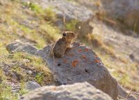 49 Pfeifhase &ndash; &copy; Susanne Schirmann (Eberhardt TRAVEL)