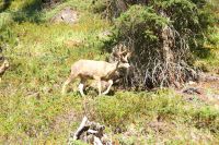 58 ELk &ndash; &copy; Susanne Schirmann (Eberhardt TRAVEL)