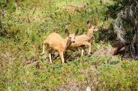 59 Elk Jungtiere &ndash; &copy; Susanne Schirmann (Eberhardt TRAVEL)