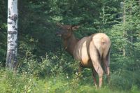 70 Wapiti Kuh &ndash; &copy; Susanne Schirmann (Eberhardt TRAVEL)
