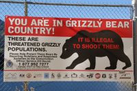 108 mit Grizzlys ist zu rechnen &ndash; &copy; Susanne Schirmann (Eberhardt TRAVEL)