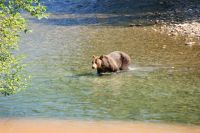 157 Grizzly beim Lachsfang &ndash; &copy; Susanne Schirmann (Eberhardt TRAVEL)