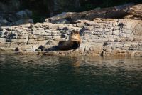 170 Seelöwen &ndash; &copy; Susanne Schirmann (Eberhardt TRAVEL)