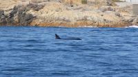 185 Orcas &ndash; &copy; Susanne Schirmann (Eberhardt TRAVEL)