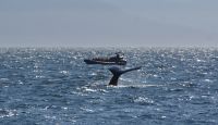 189 Orcas &ndash; &copy; Susanne Schirmann (Eberhardt TRAVEL)