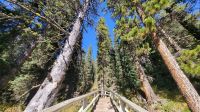 Singlereise Kanada - Maligne Lake im Jasper Nationalpark &ndash; &copy; Franziska Bergmann (Eberhardt TRAVEL)