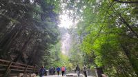 Singlereise Kanada - Stopp an den Shannon Falls &ndash; &copy; Franziska Bergmann (Eberhardt TRAVEL)