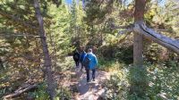 Singlereise Kanada - Sun Point Naturpfad im Glacier Nationalpark in den USA &ndash; &copy; Franziska Bergmann (Eberhardt TRAVEL)