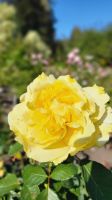 Singlereise Kanada - Butchart Gardens auf Vancouver Island &ndash; &copy; Franziska Bergmann (Eberhardt TRAVEL)