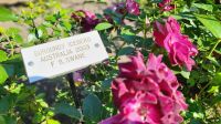 Singlereise Kanada - Butchart Gardens auf Vancouver Island &ndash; &copy; Franziska Bergmann (Eberhardt TRAVEL)